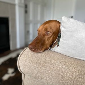 Meet your Posher, Amy